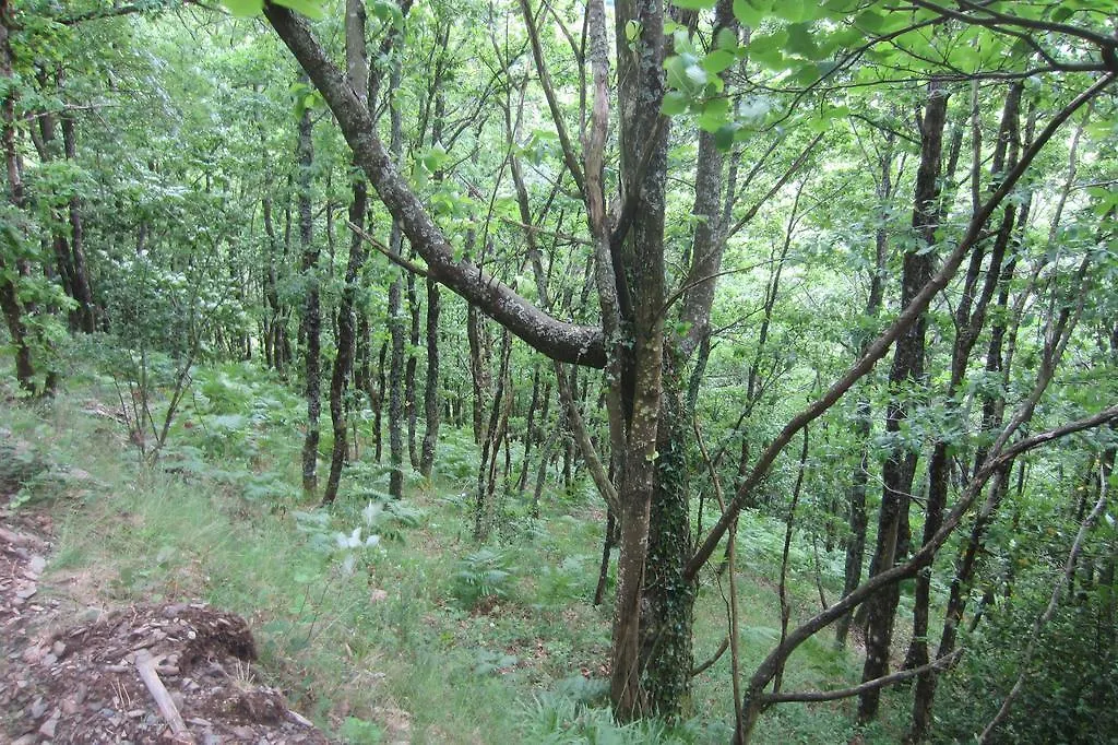 Maison Au Milieu De La Foret Labastide-Rouairoux